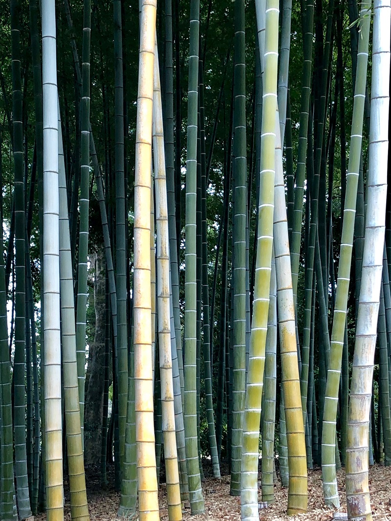 Japón, rincones escondidos | Mi Mundo Travel Planner