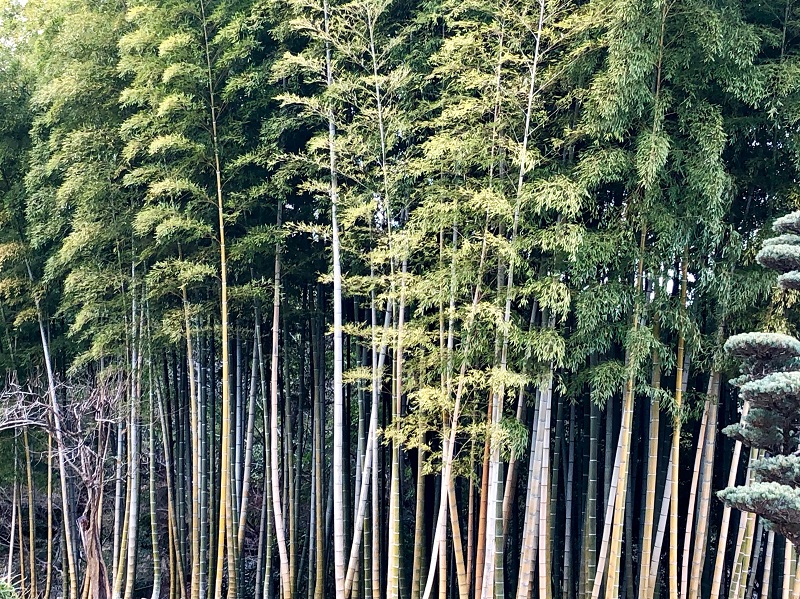 Japón, rincones escondidos | Mi Mundo Travel Planner
