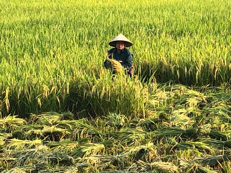 Viaje a Vietnam | Mi Mundo Travel Planner