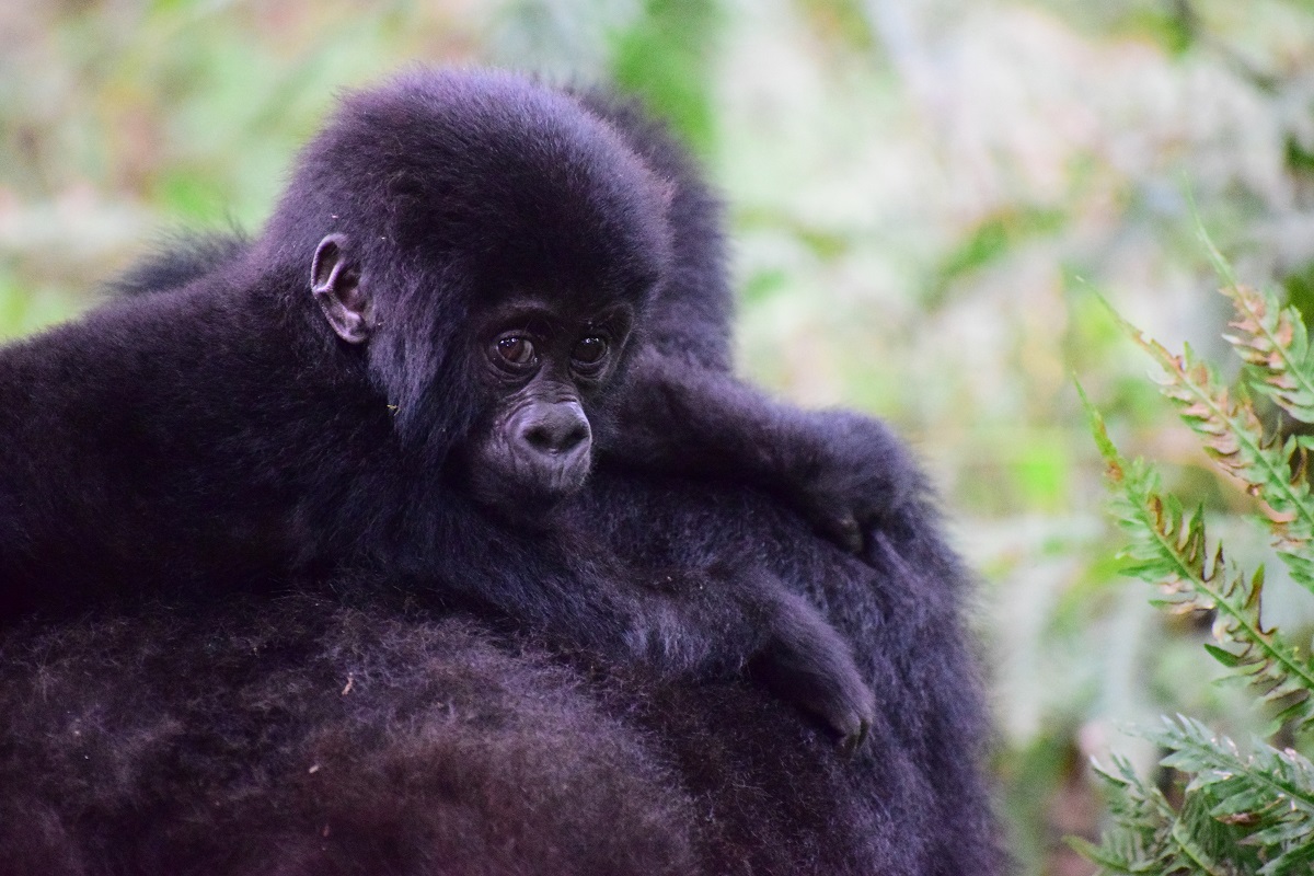Uganda, espalda plateada | Mi Mundo Travel Planner
