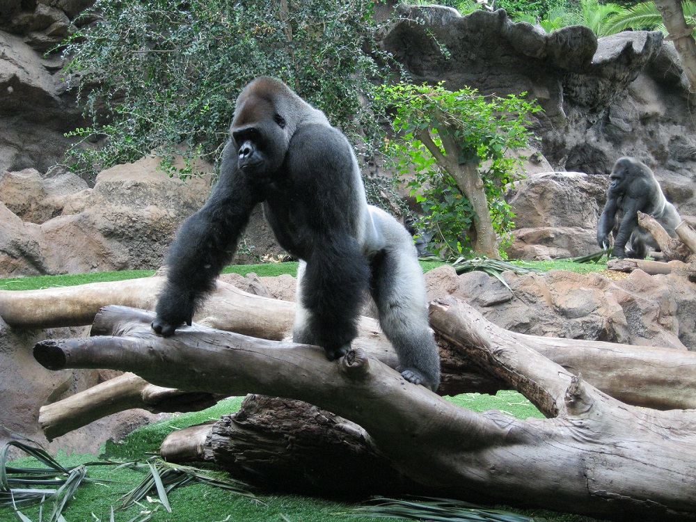 Uganda, espalda plateada | Mi Mundo Travel Planner
