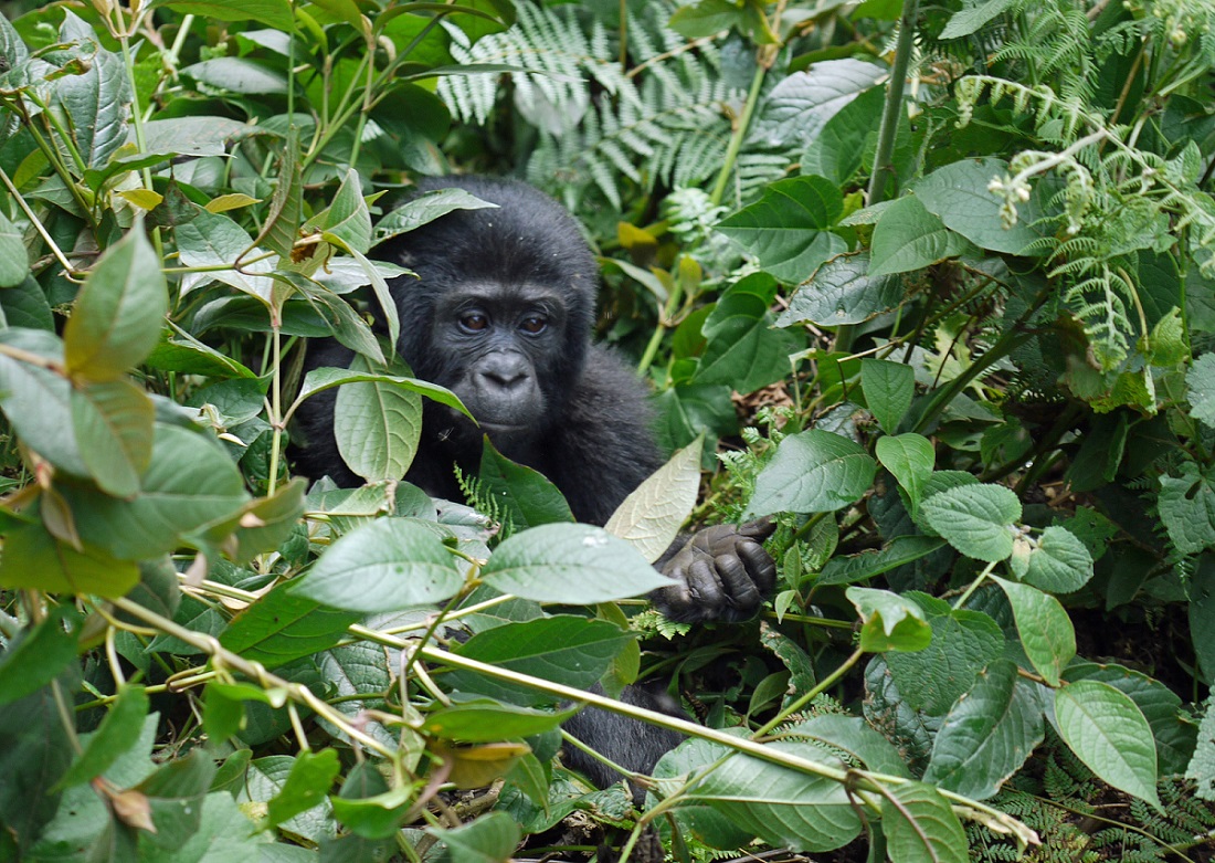Uganda, espalda plateada | Mi Mundo Travel Planner
