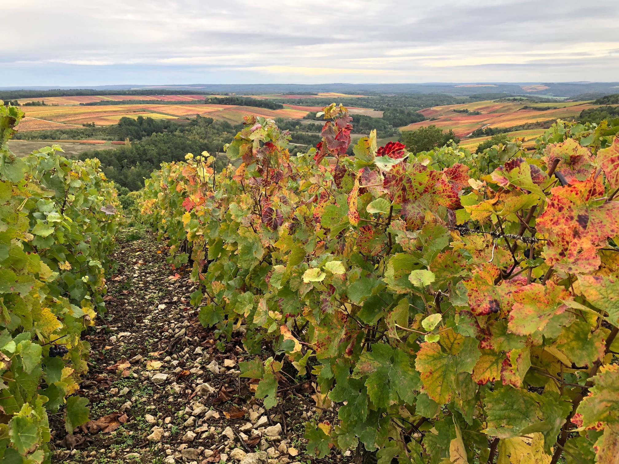 Region de Champagne | Mi Mundo Travel Planner