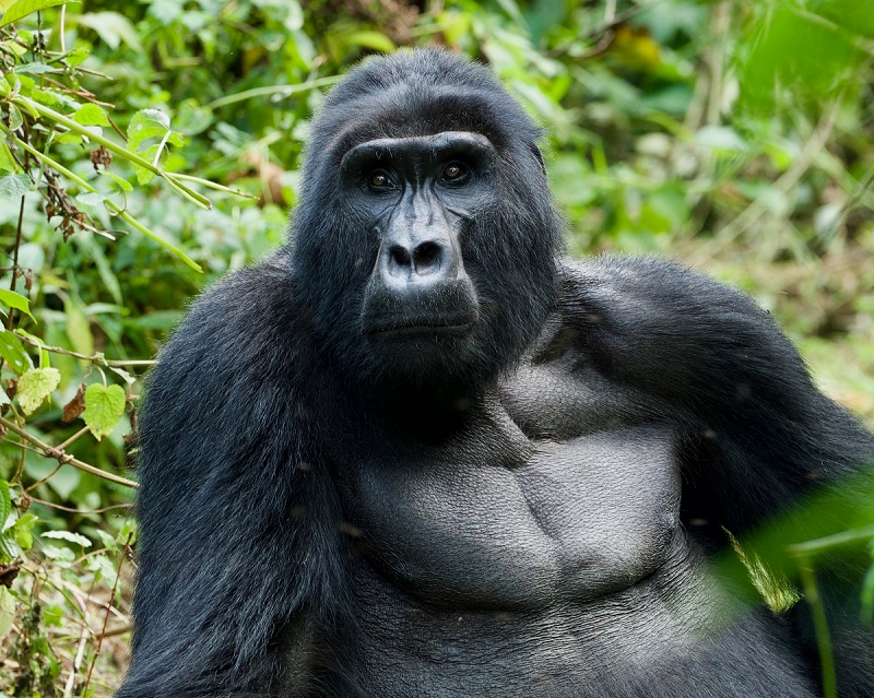 Uganda, espalda plateada | Mi Mundo Travel Planner