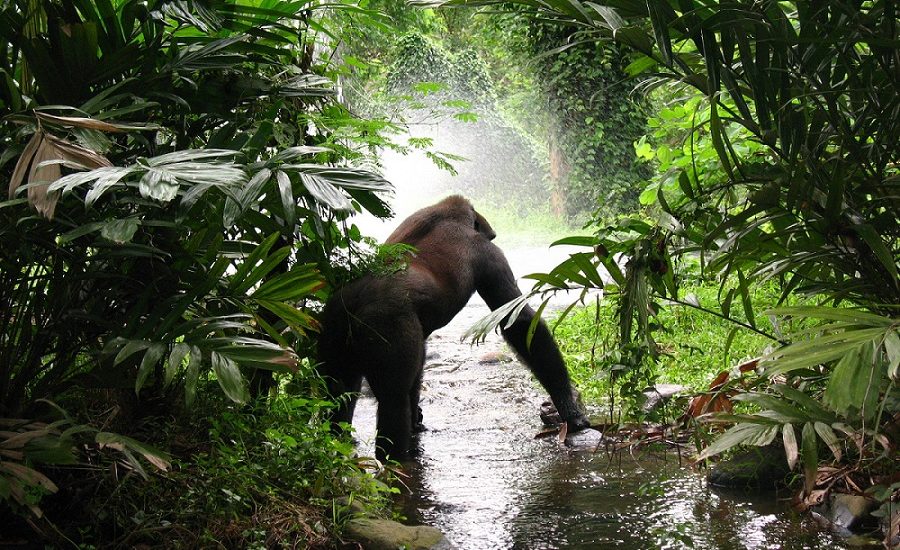 Uganda, espalda plateada | Mi Mundo Travel Planner