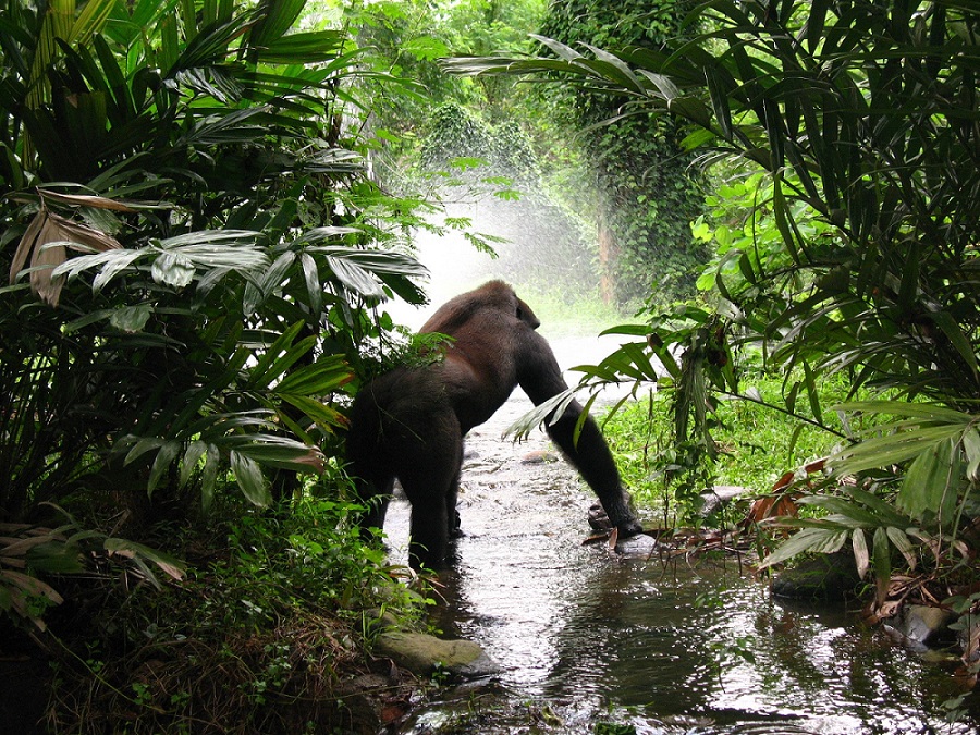 Uganda, espalda plateada | Mi Mundo Travel Planner